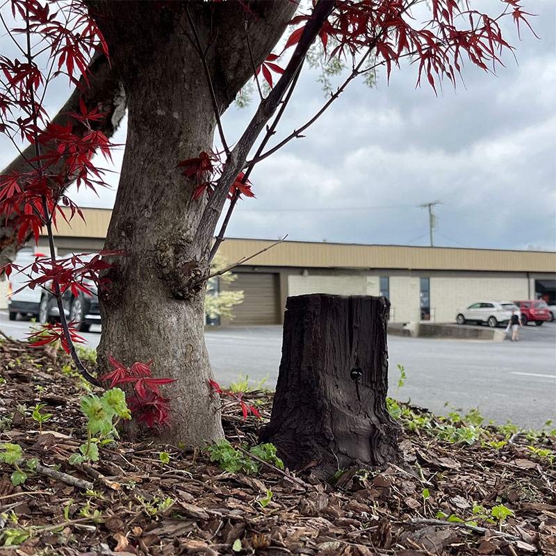 Xtreme Life 4K Solar Powered Tree Stump